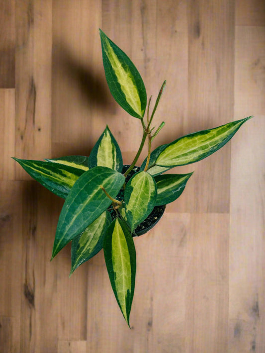 4" Variegated Hoya Macrophylla 'Pot of Gold'