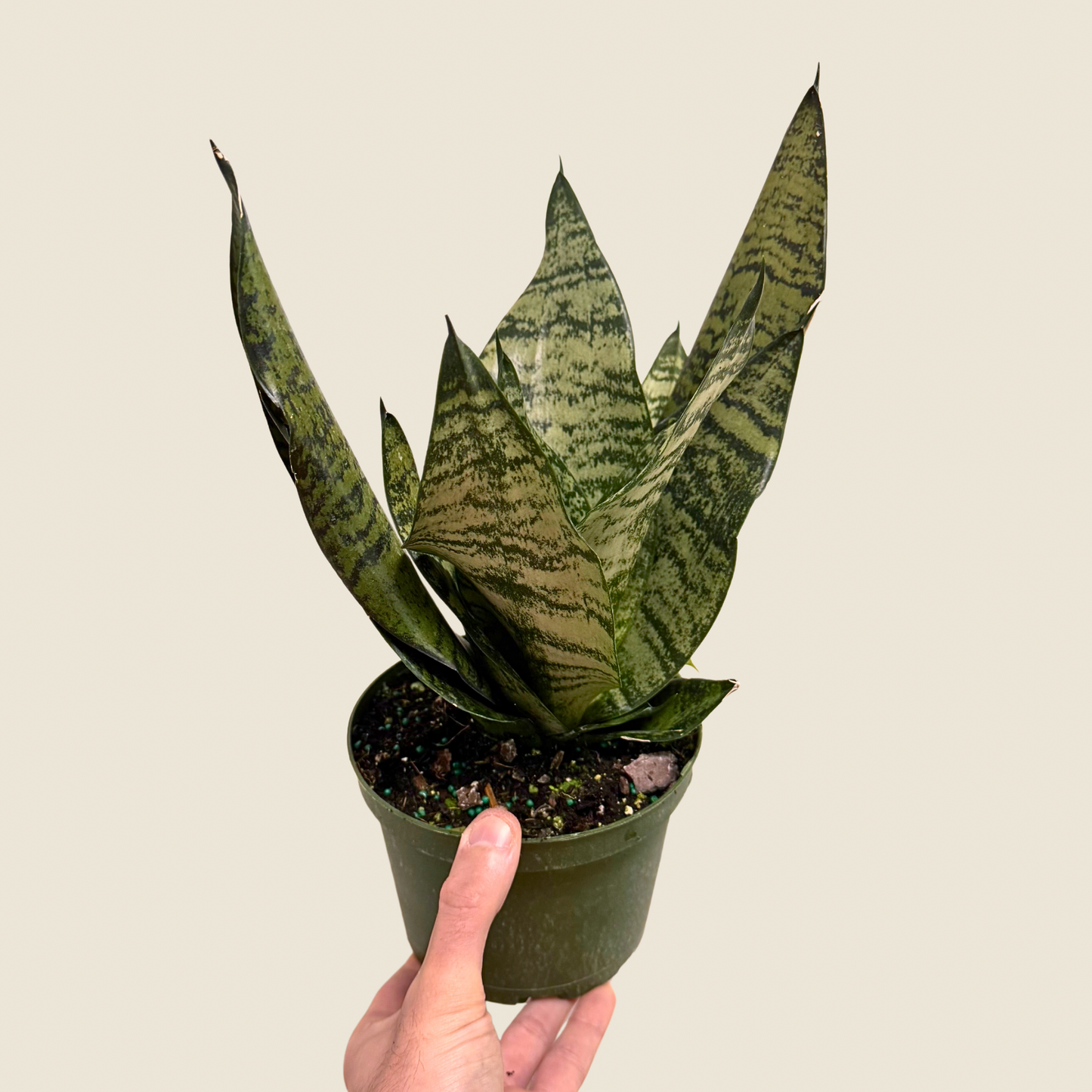 Sansevieria Robusta