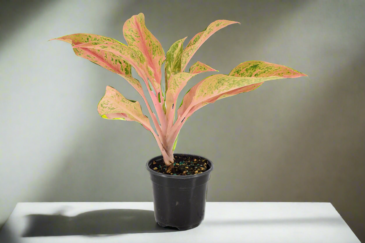 Aglaonema 'Pink Baramee'