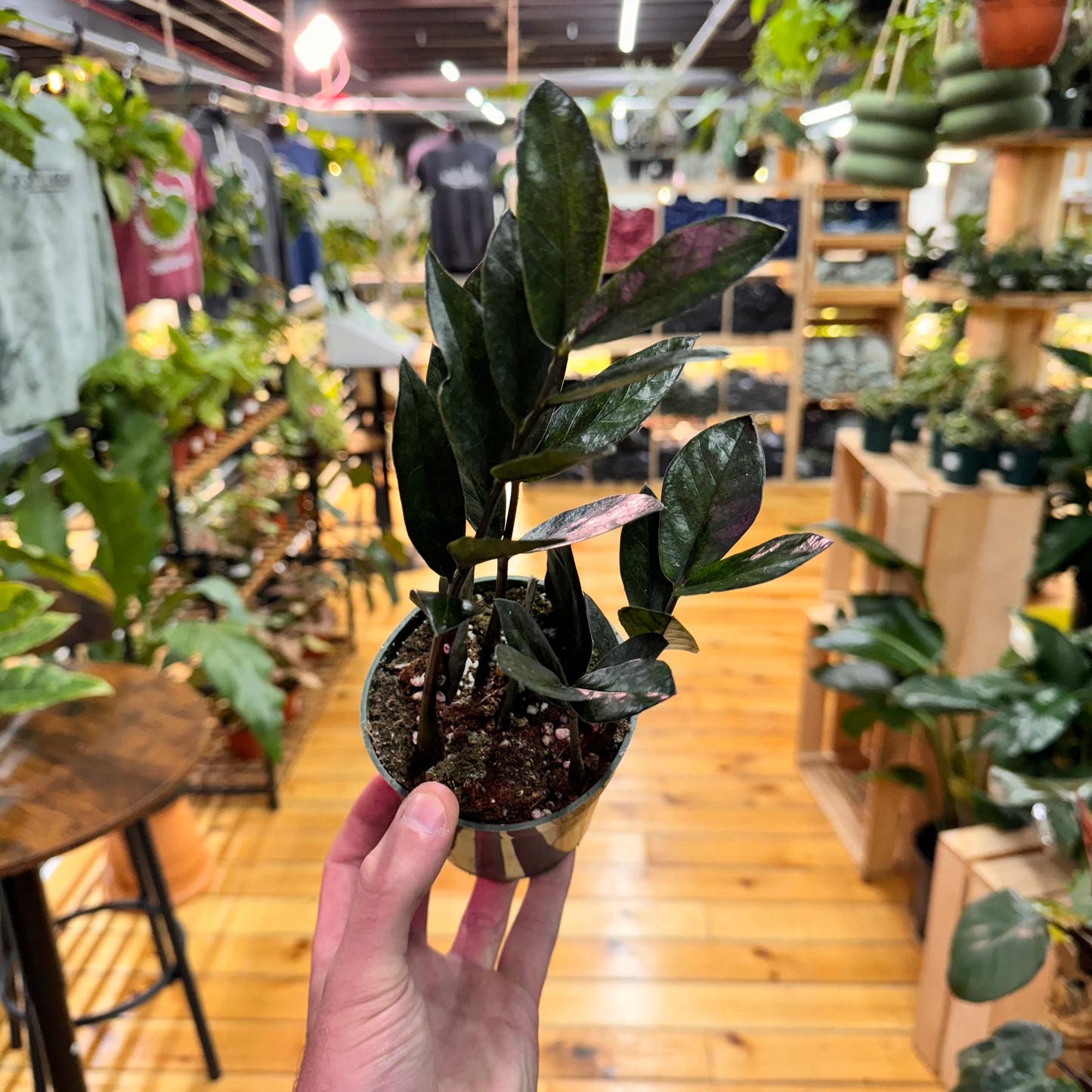 Zamioculas Zamiifolia 'ZZ' Black