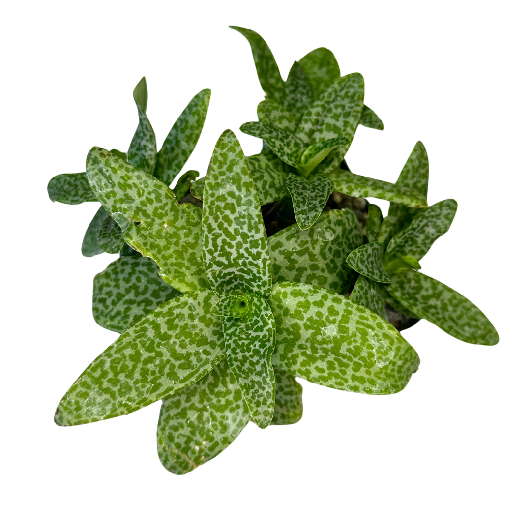 Ledebouria Socialis Silver Squill