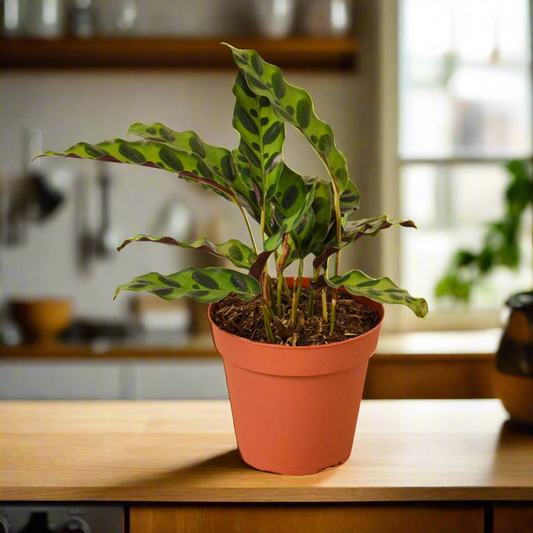 Calathea Lancifolia 'Rattlesnake'