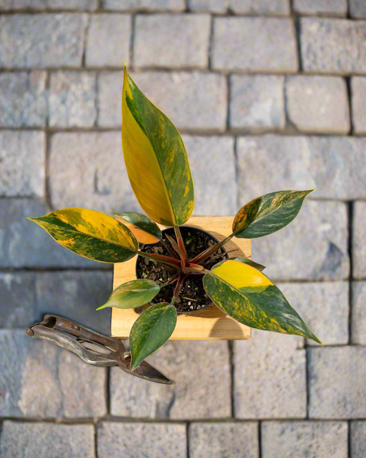 Variegated Philodendron Red Congo 'Red Hot'