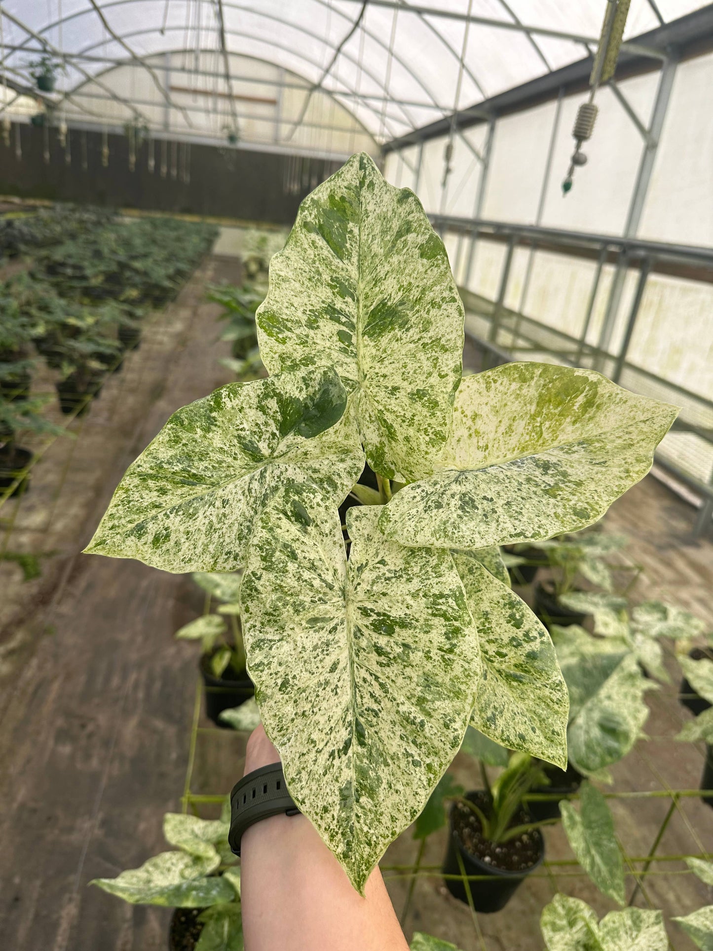Alocasia 'Blizzard' - Alocasia Odora Batik
