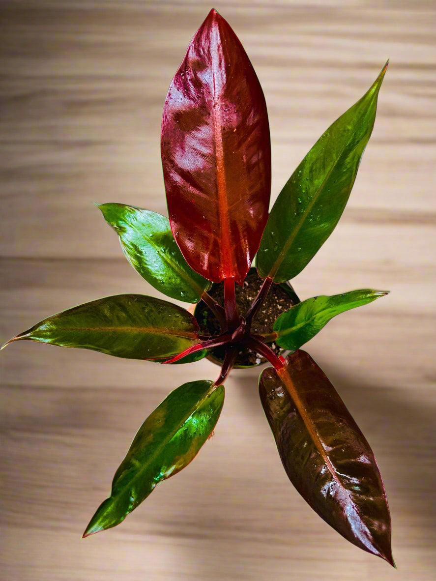 Philodendron Kathleen