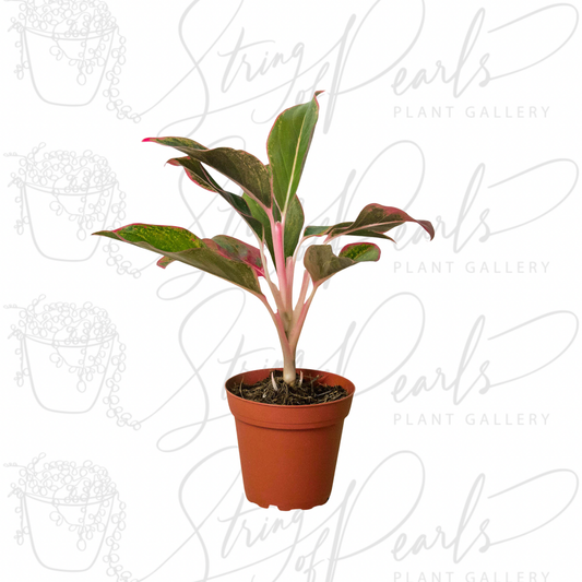 Aglaonema 'Red Siam'