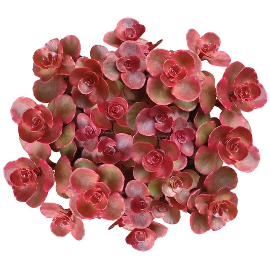 Dragon's Blood Sedum