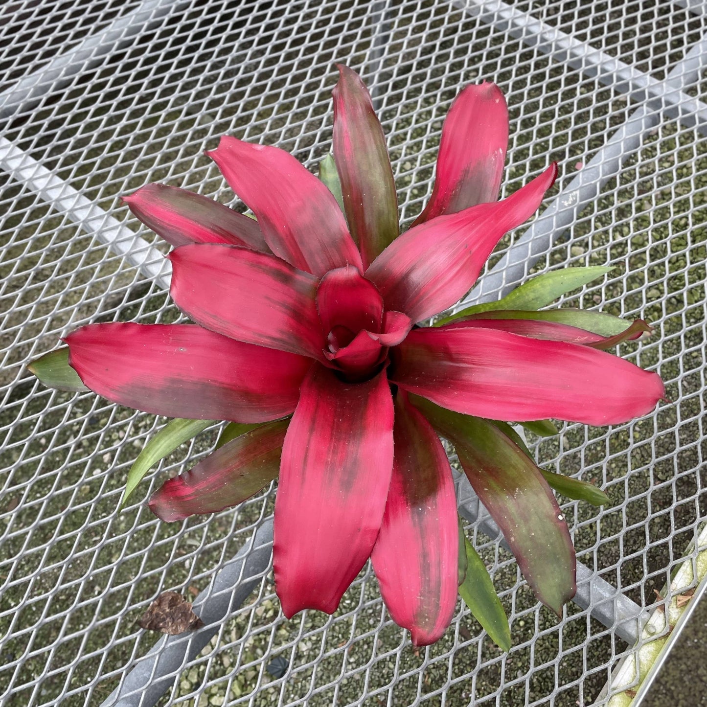 Bromeliad Neoregelia 'Neos' - Live Plant - Assorted