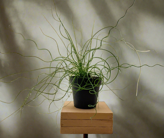 Juncus 'Spiralis Twister' (Corkscrew Plant)