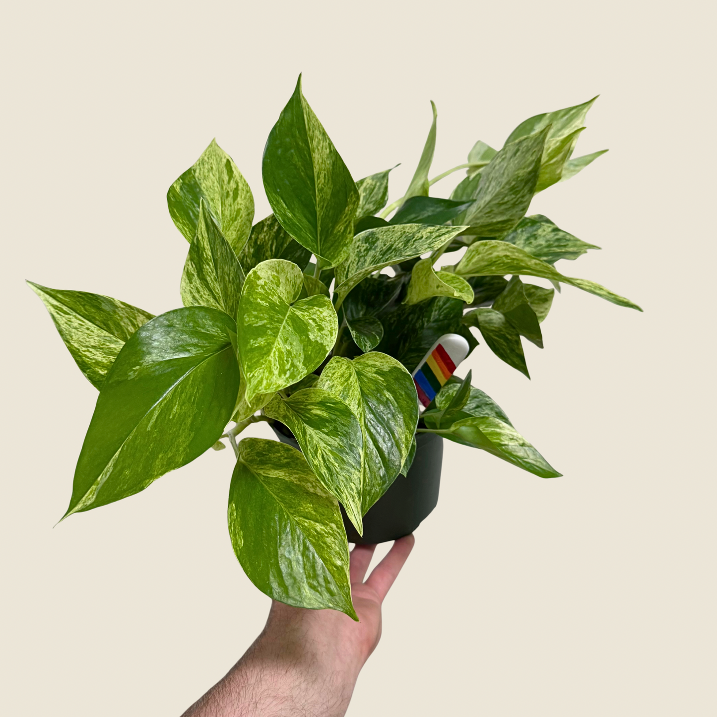 Pothos Marble Queen