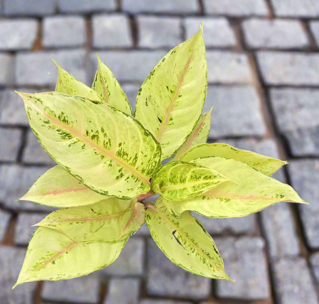 Aglaonema 'Lucky'