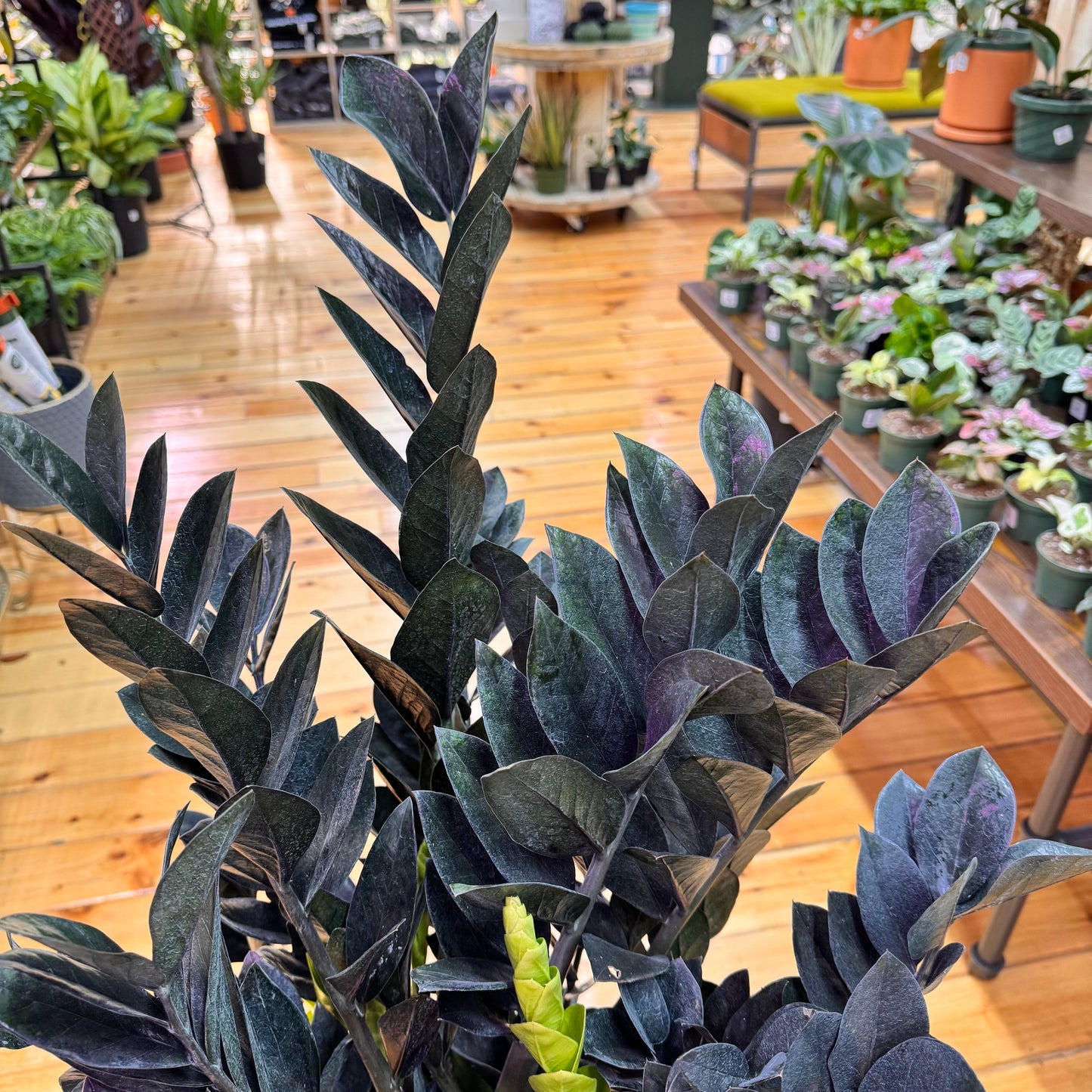 Zamioculas Zamiifolia 'ZZ' Black
