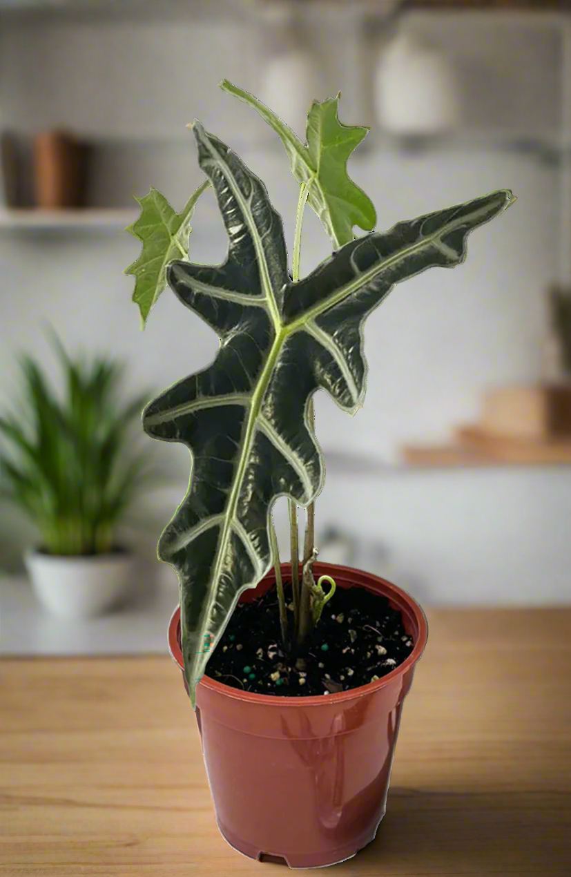 Alocasia 'Nobilis'