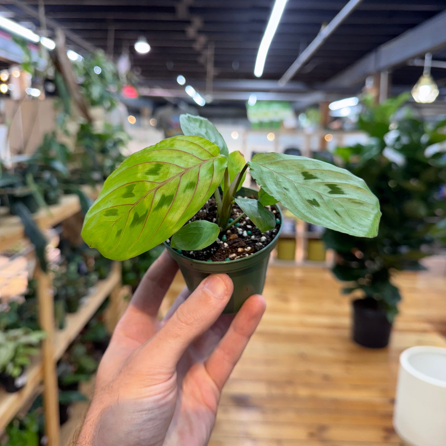 Maranta Red