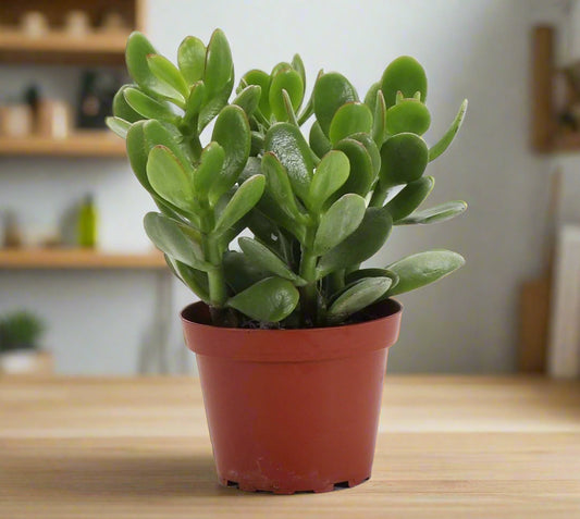 Succulent Crassula 'Jade'