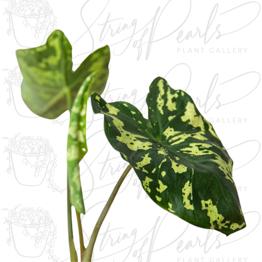 Alocasia 'Hilo Beauty'