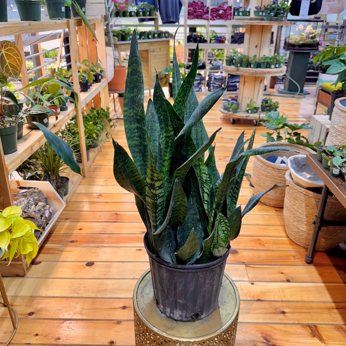 Sansevieria Robusta