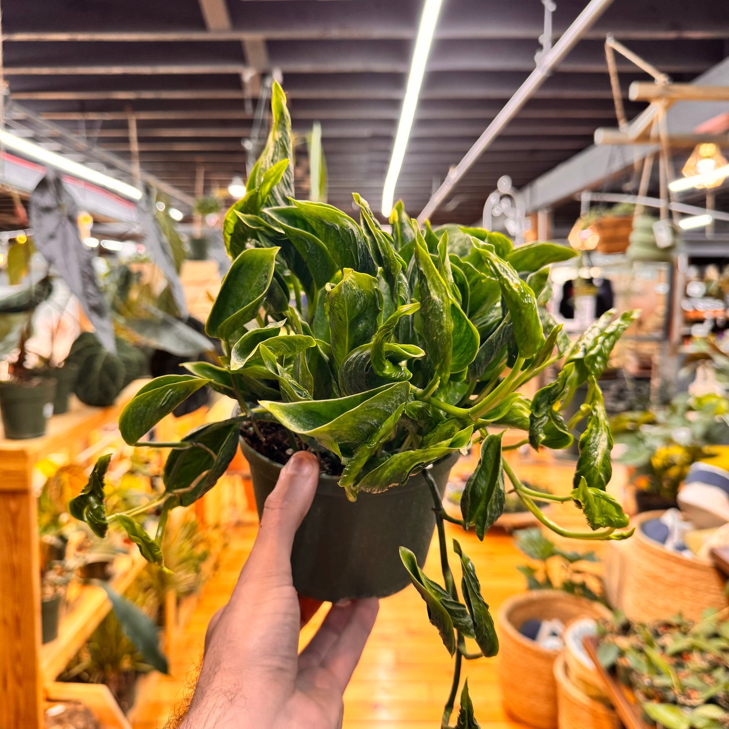 Pothos Shangri La