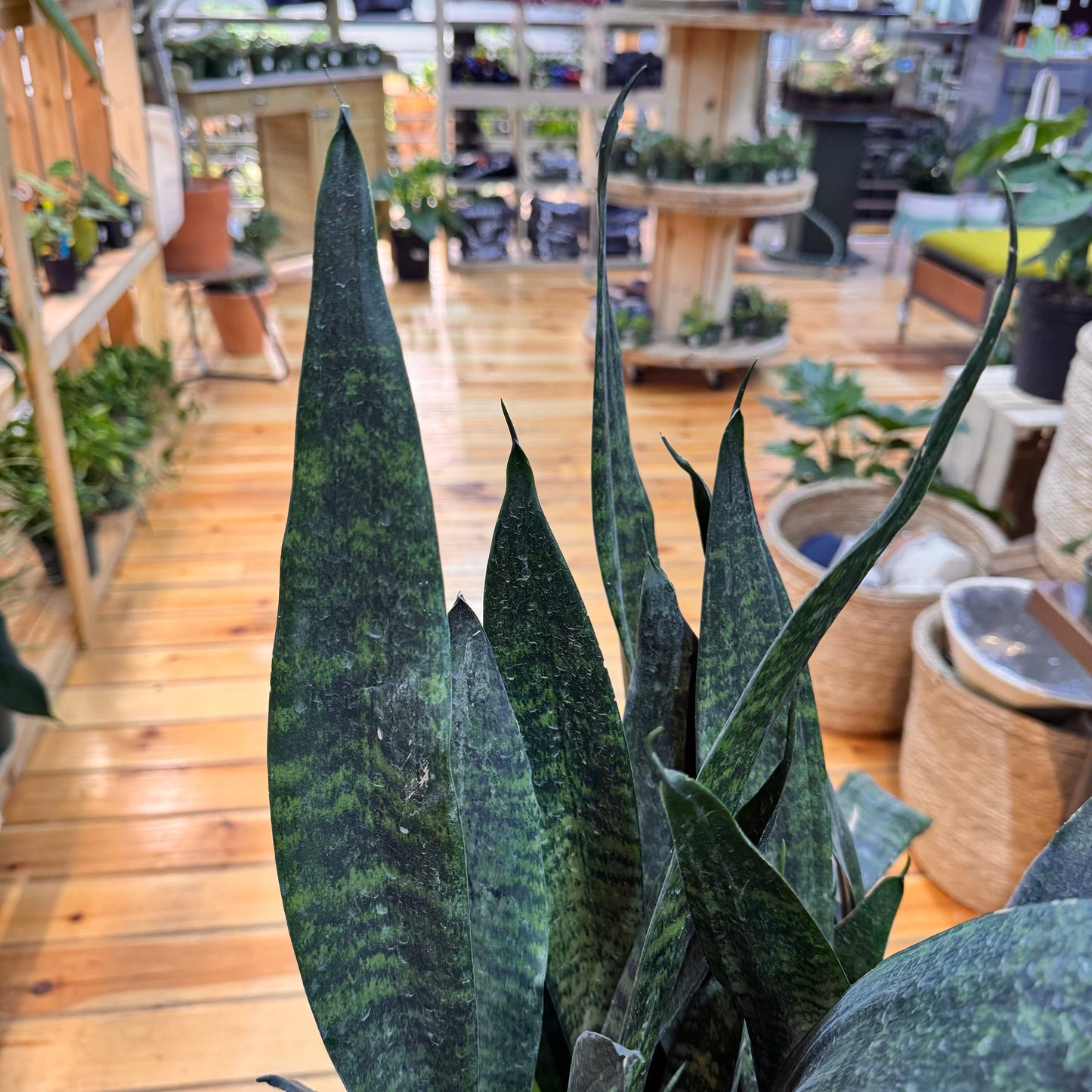 Sansevieria Robusta