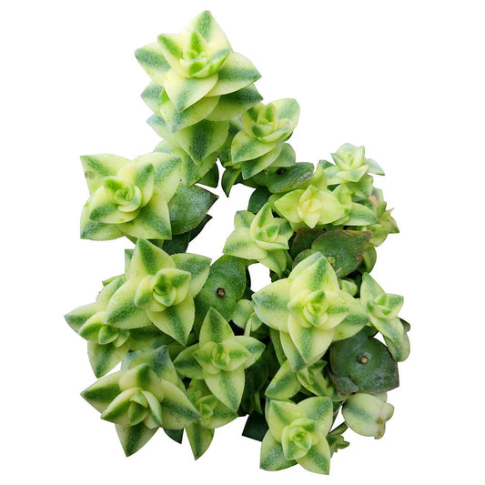 Variegated String of Buttons - Rare Succulent