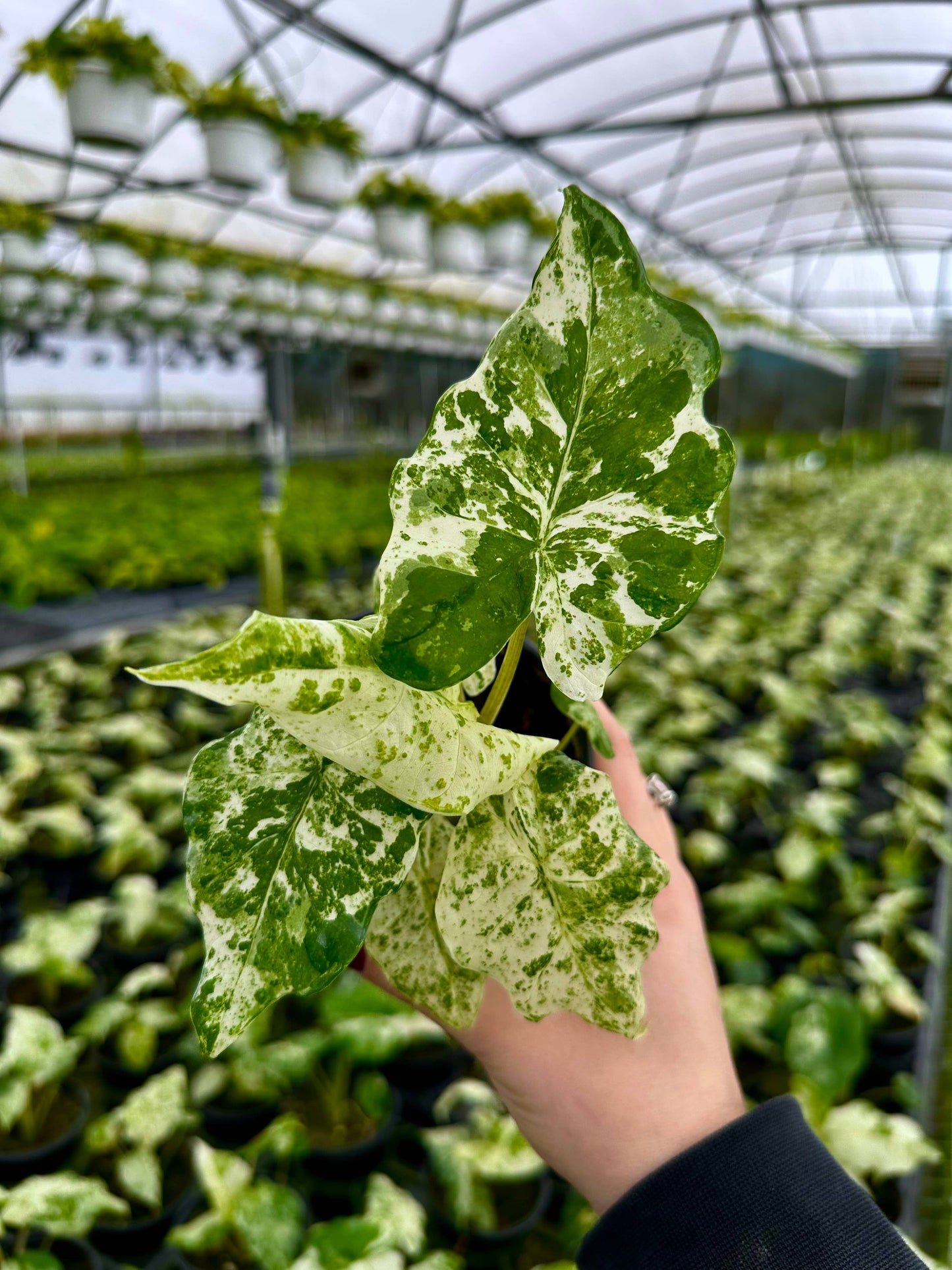 Alocasia 'Blizzard' - Alocasia Odora Batik
