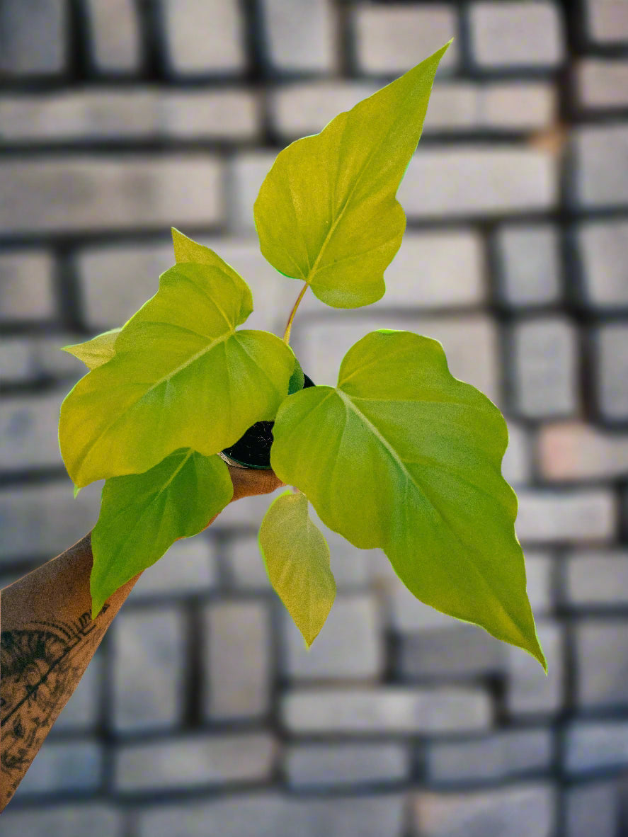 Philodendron 'Warscewiczii Aurea'