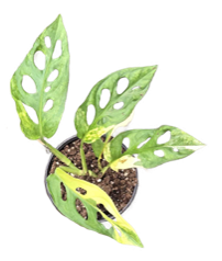 Monstera Adansonii Aurea Variegated
