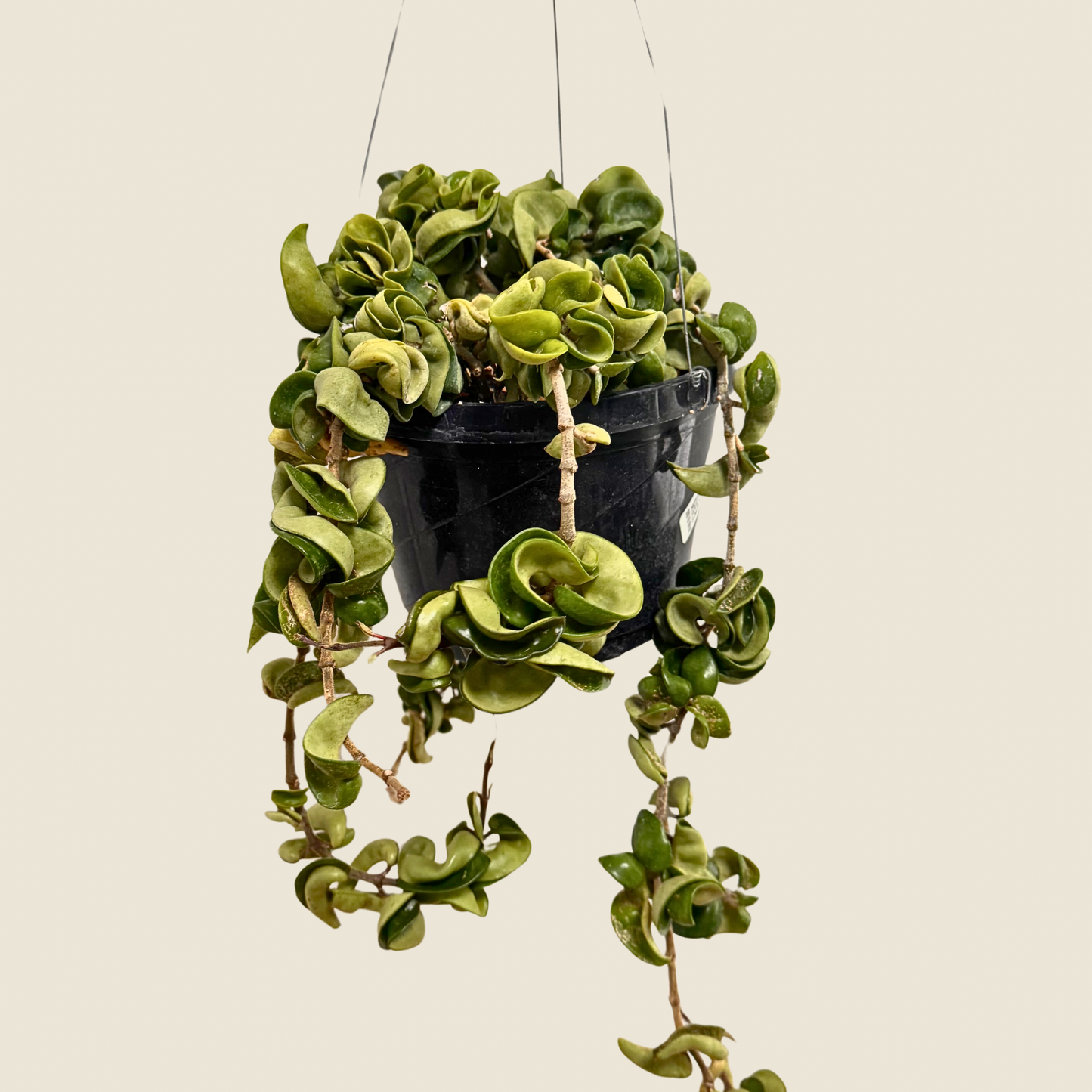 Hoya Rope