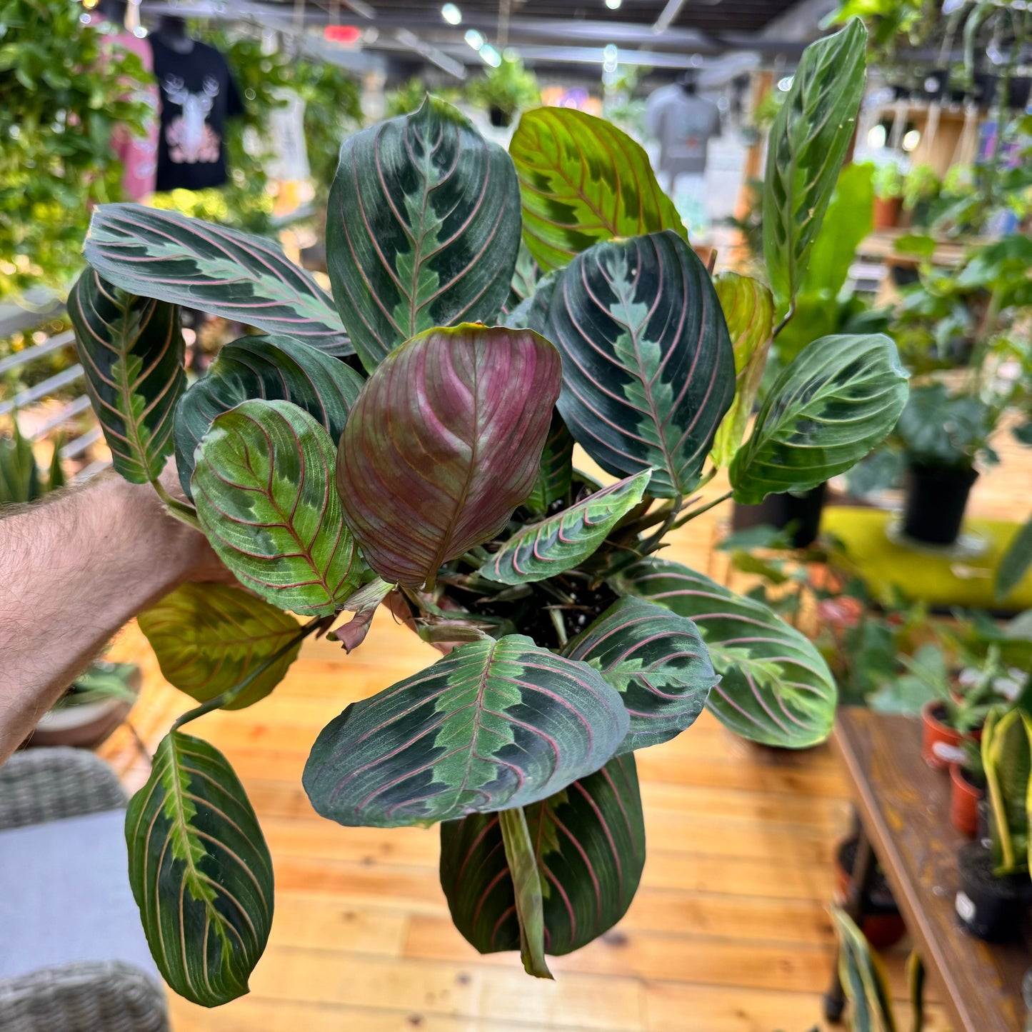 Maranta Red