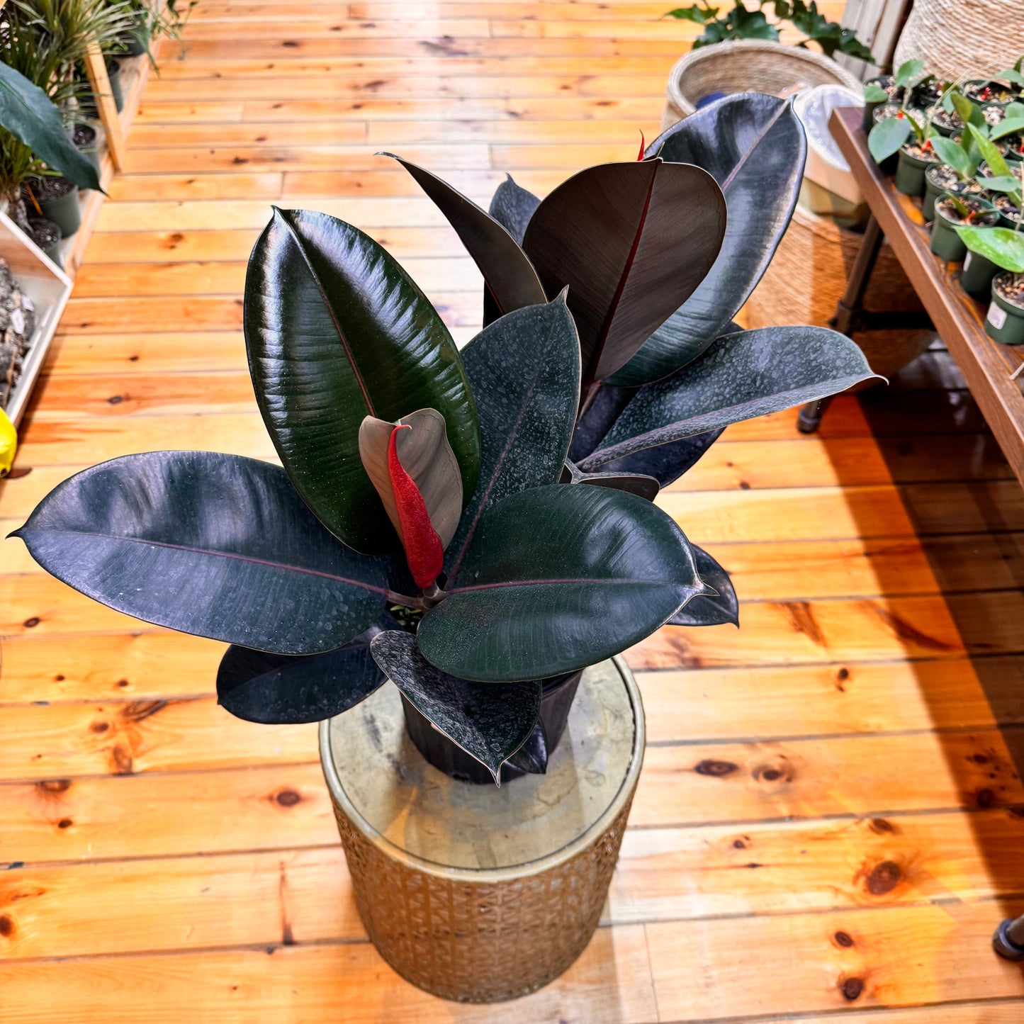 Ficus Burgundy