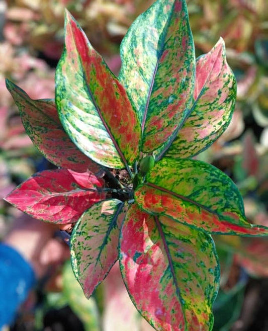 Aglaonema 'Heng Heng' *Rare