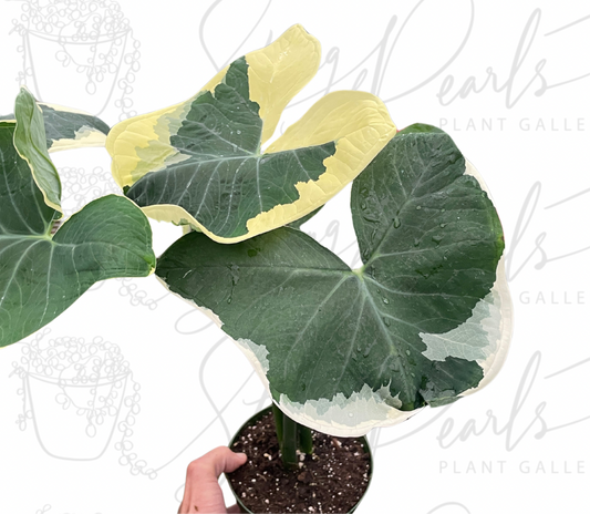 Alocasia 'Mickey Mouse' (Xanthosoma sagittifolium 'Variegatum Monstrosum')
