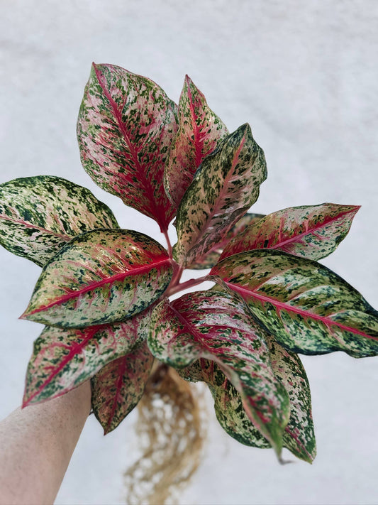 Aglaonema '10 Karat' *Rare