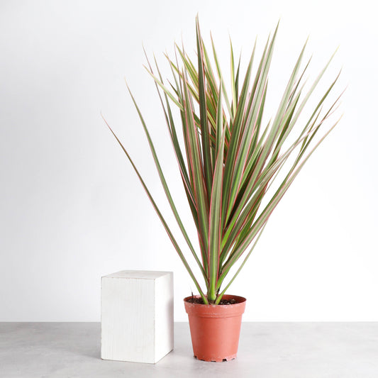 Dracaena Marginata, Dragon Tree - Live Plant