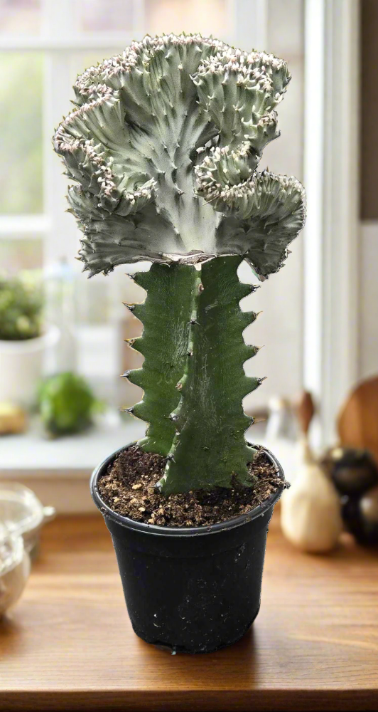 Cactus Mermaid Tail White