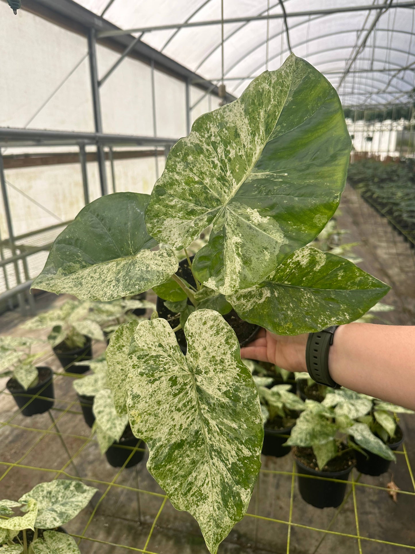 Alocasia 'Blizzard' - Alocasia Odora Batik
