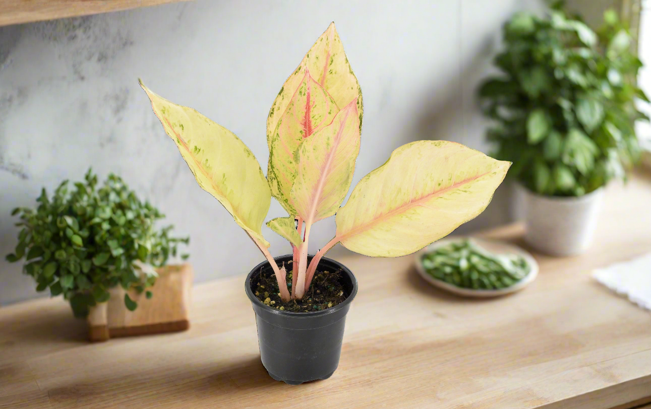 Aglaonema 'Lucky'
