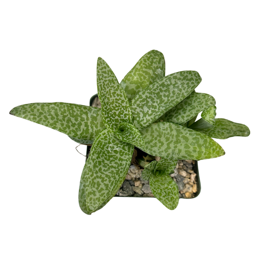 Ledebouria Socialis Silver Squill