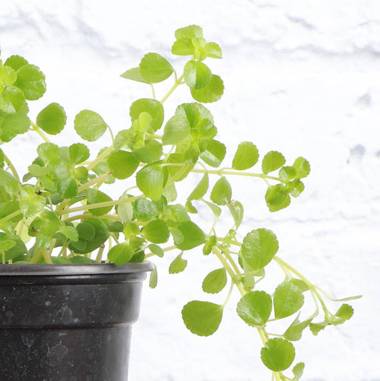 Pilea Depressa 'Green Baby Tears'