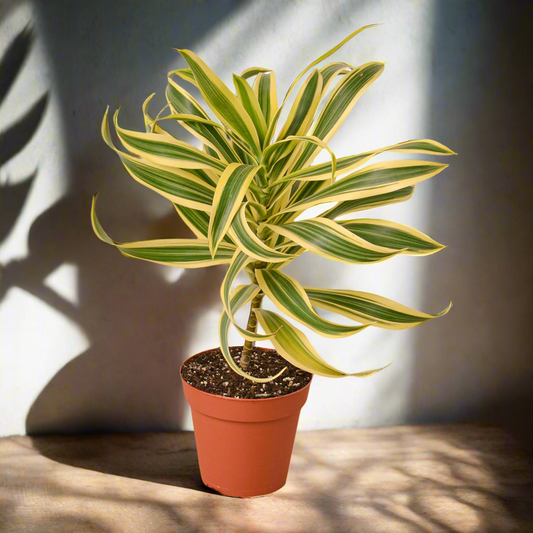Dracaena 'Song of India'
