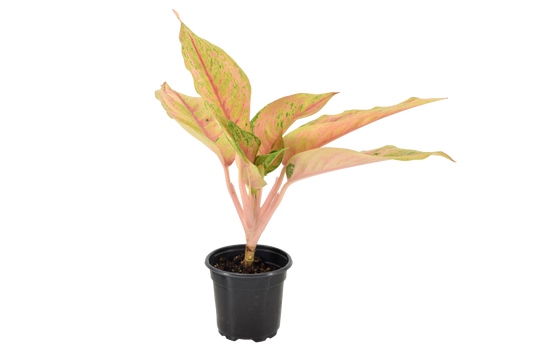 Aglaonema 'Pink Baramee'