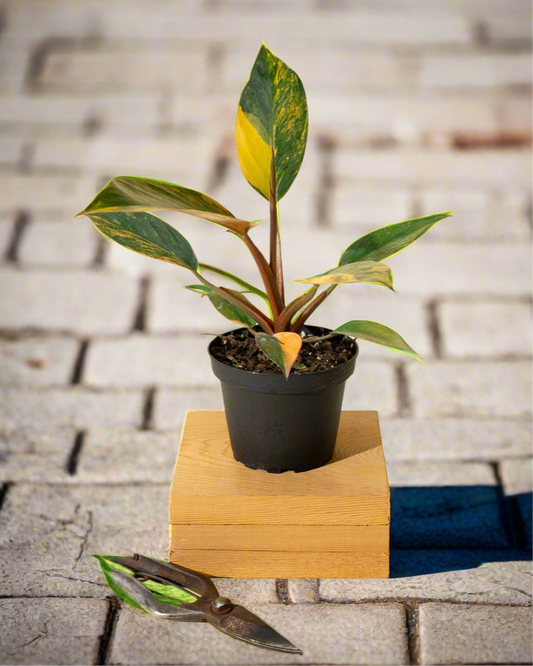 Variegated Philodendron Red Congo 'Red Hot'