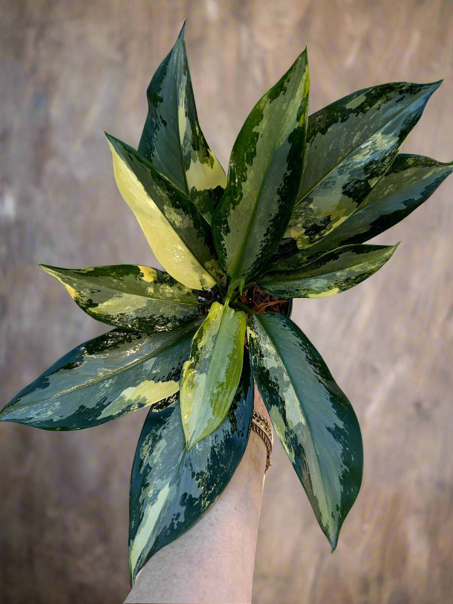Aglaonema Suwannaphummi - 6" Nursery Pot