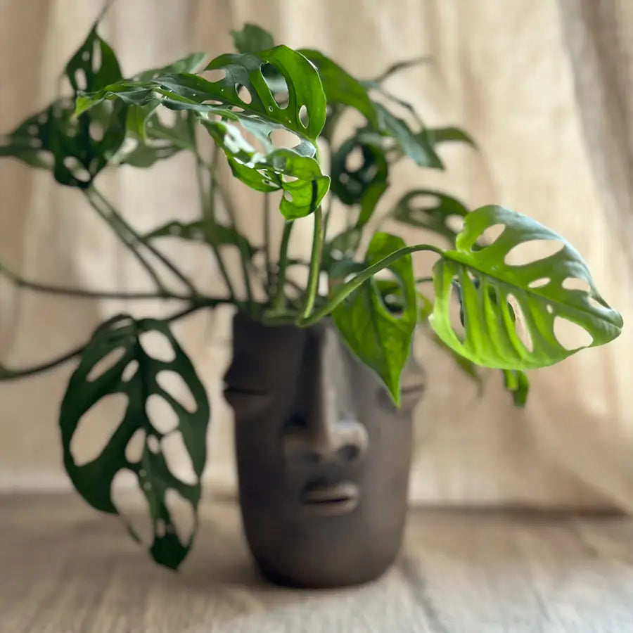 Oaxaca Face Glass