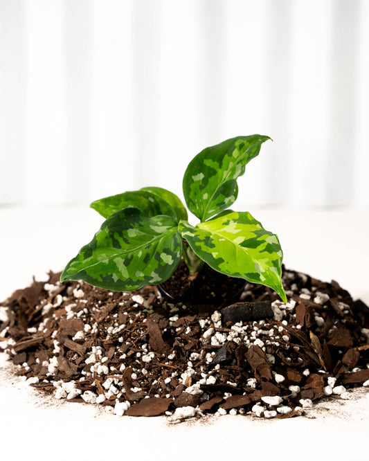 Aglaonema Pictum Green Tri Color