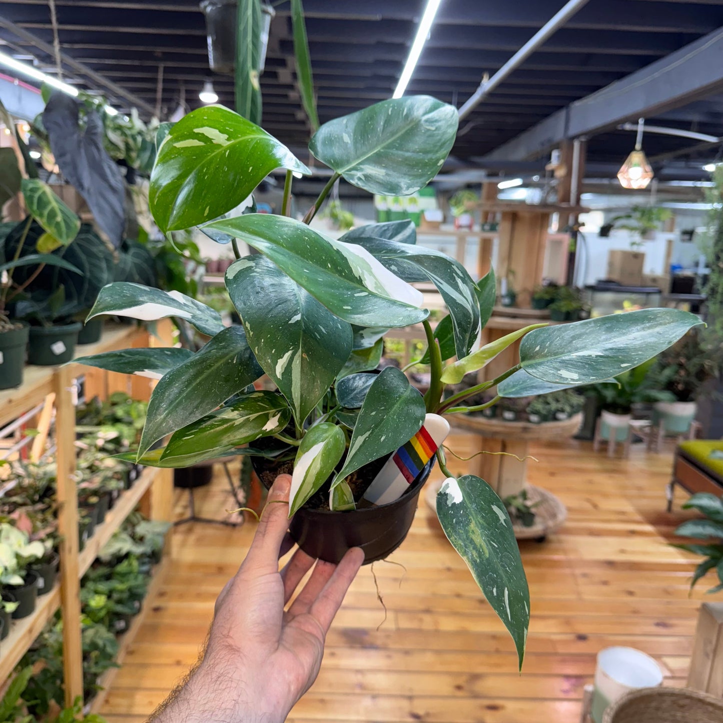 Philodendron White Princess
