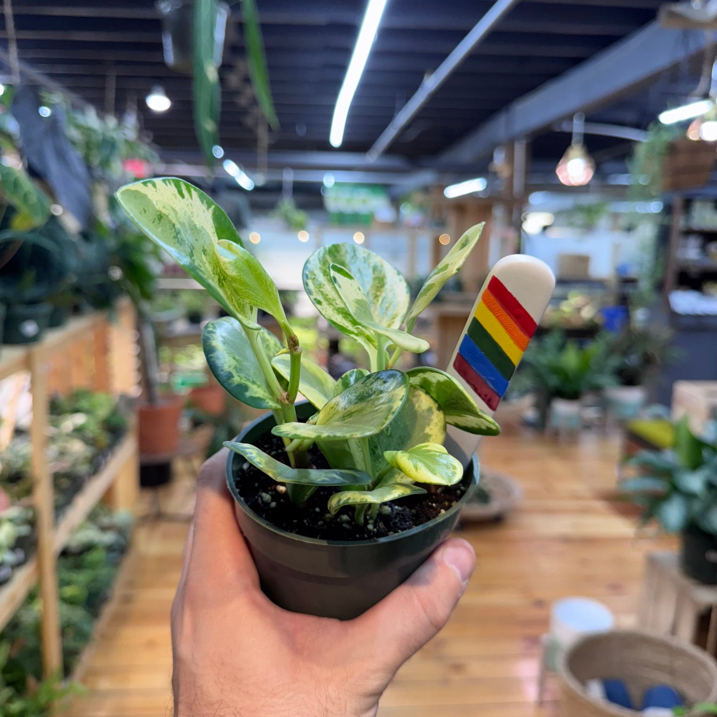 Peperomia Golden Gate