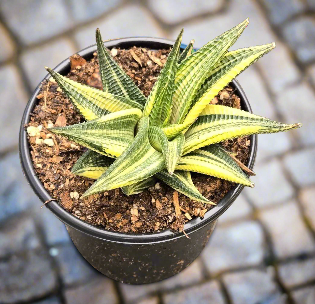 Haworthiopsis Limifolia Variegated