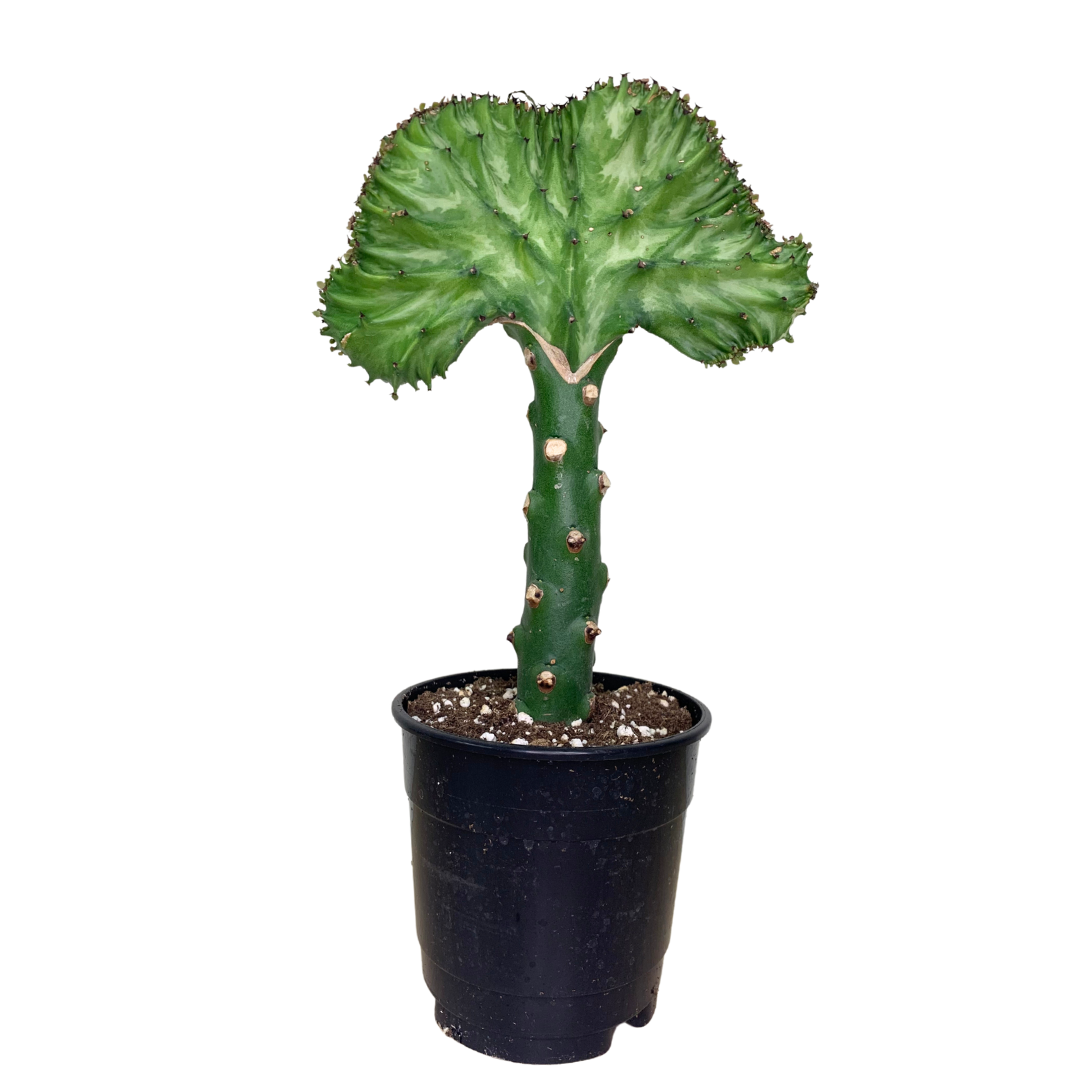 6" Mermaid Tail (Euphorbia lactea)