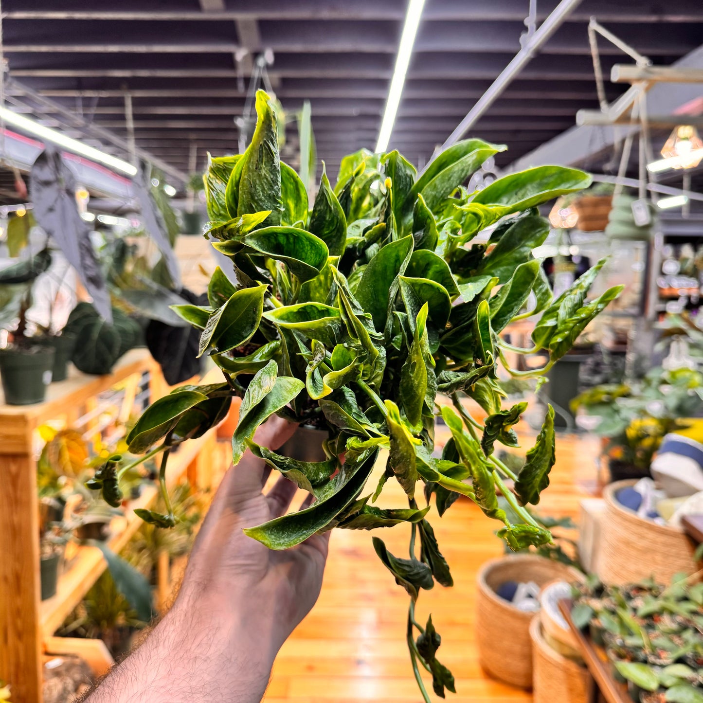 Pothos Shangri La
